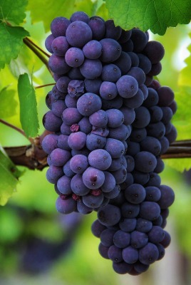 виноград черный гроздь листья