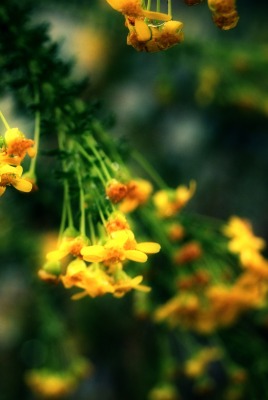 Желтые цветки с каплей