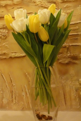 желто-белые тюльпаны