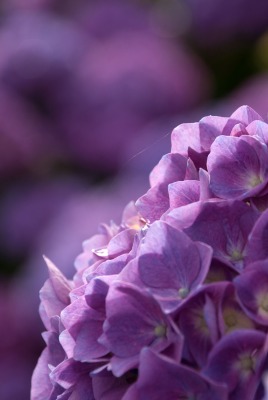 фиолетовые нежные цветочки