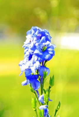 синий цветочек на лужайке