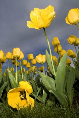 поляна из желтых тюльпанов