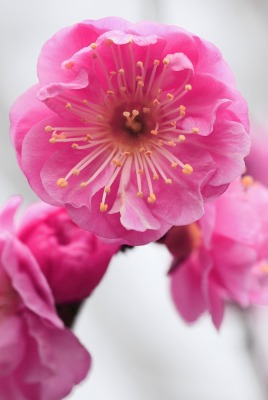 розовый нежный цветочек
