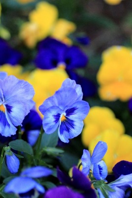 нежно-голубые цветочки