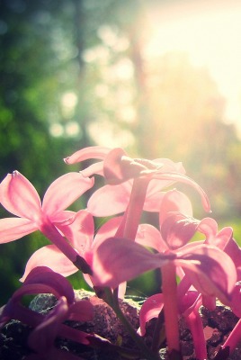 цветочки, солнце, дерево, смола