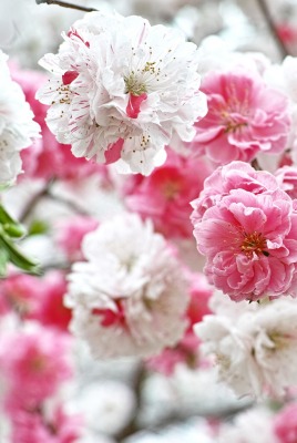 розово-белые цветы