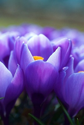 нежно-фиолетовые цветы