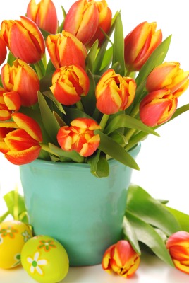 нежные тюльпаны
