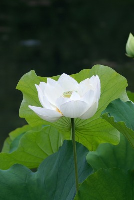 белый цветок