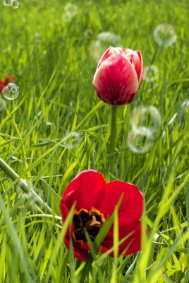 тюльпаны трава поле пузыри
