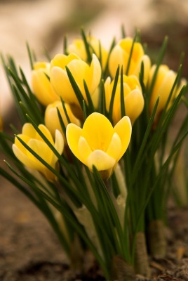 природа желтые цветы весна