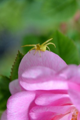макро природа паук цветы роза