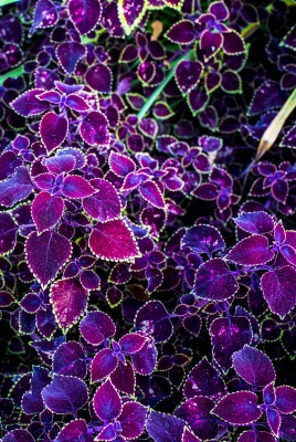 Листья фиолетовые