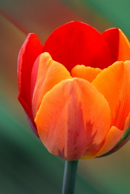 оранжевый тюльпан цветок природа