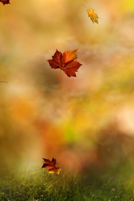 листья падающие