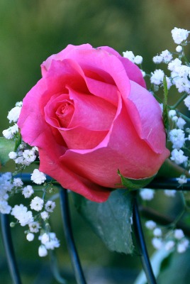 цветы природа красные розы