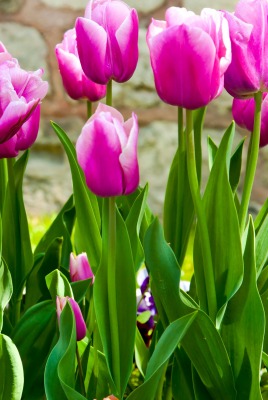 цветы природа розовые тюльпаны