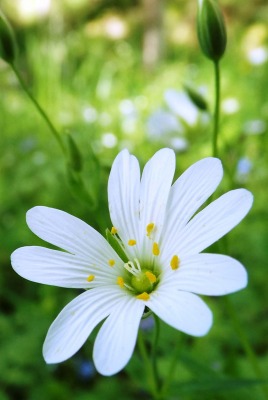 цветок белый лепестки зелень