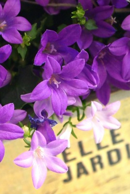 фиолетовые цветы в коробке