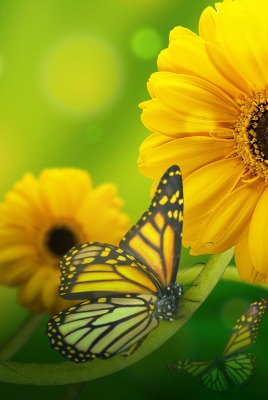 природа желтые цветы бабочка насекомое