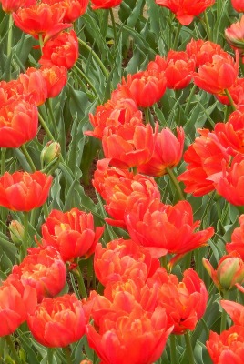 цветы красные природа тюльпаны трава