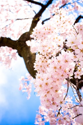 цветение дерево весна