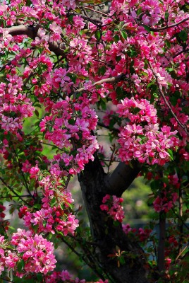 Дерево яблоня розовая
