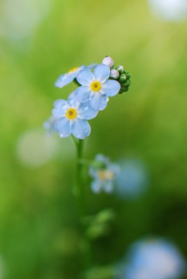 цветы незабудки природа синие