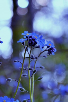 Синие цветы незабудки