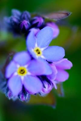 синие цветы незабудки