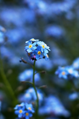синие цветы макро размытый фон