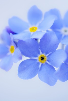синие цветы крупный план незабудки