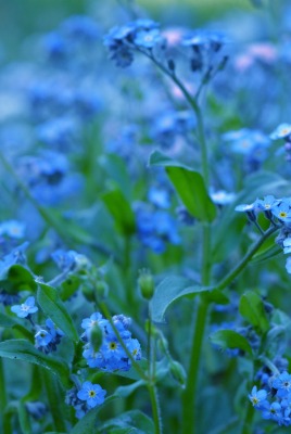 Цветы синие