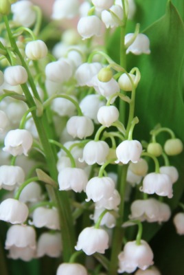 Белые лилии букет