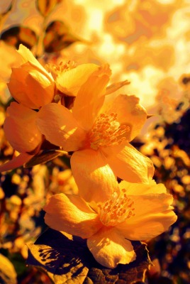 Желтые цветы макро