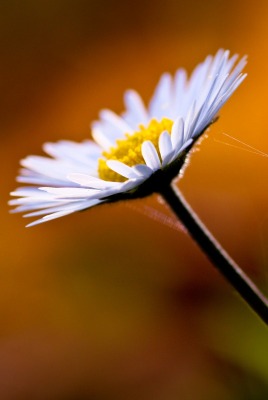 цветок природа ромашка