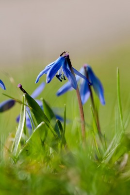 цветы синие трава природа