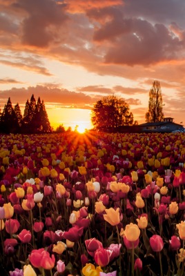 Тюльпаны поле закат