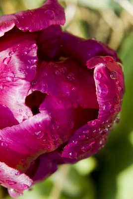 природа роса цветок фиолетовый
