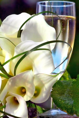 природа белые цветы лилии