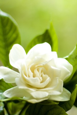 природа белая гардения цветы