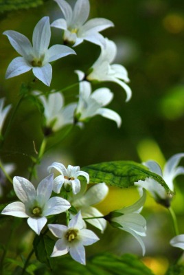 природа белые цветы