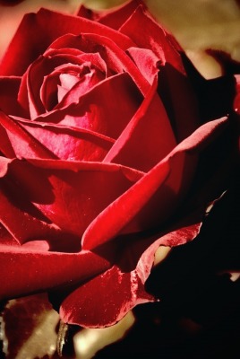 природа цветы красная роза
