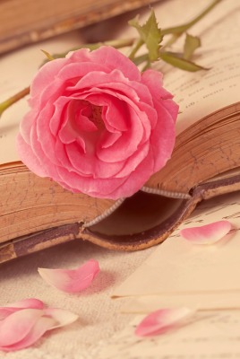 любовь цветок роза книга