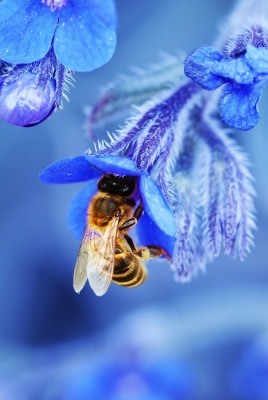 природа животные насекомое пчела