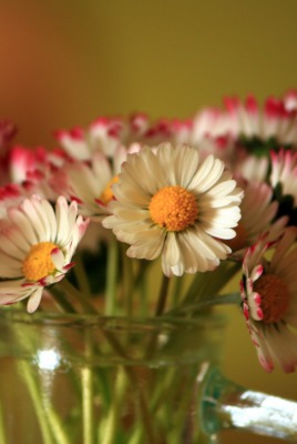 природа цветы ваза
