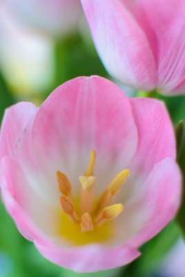природа цветы тюльпаны