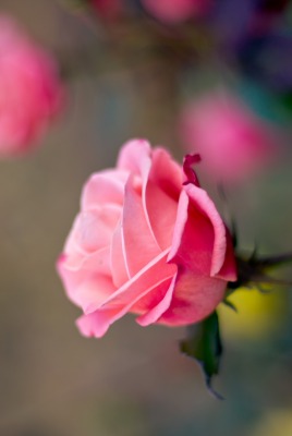 природа цветы роза