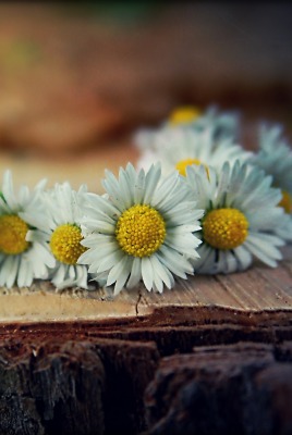 Ромашки пенек пень Chamomile stump