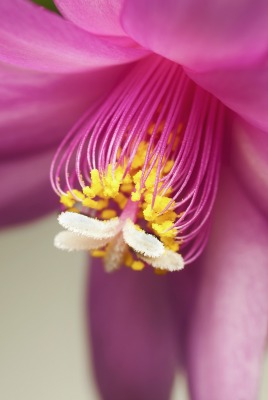 природа цветы макро nature flowers macro